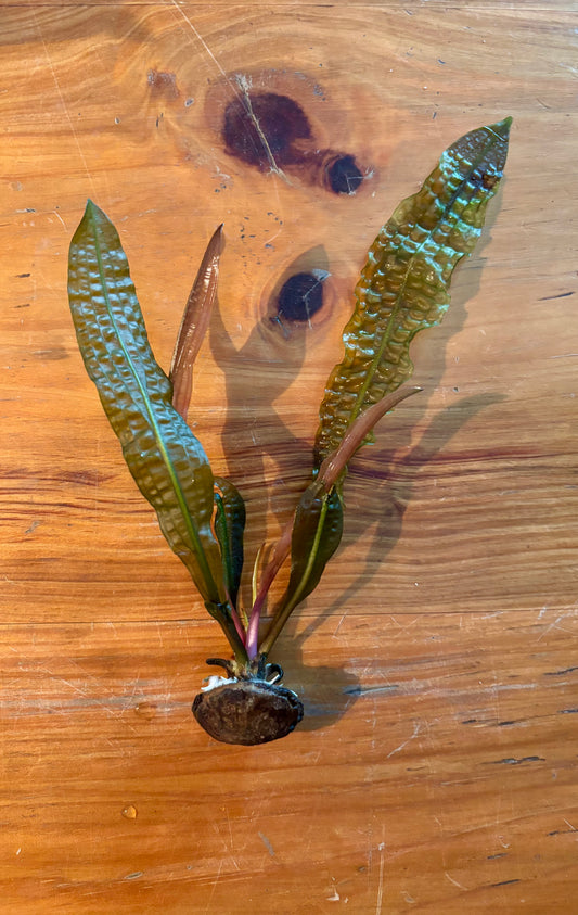 Aponogeton boivinianus