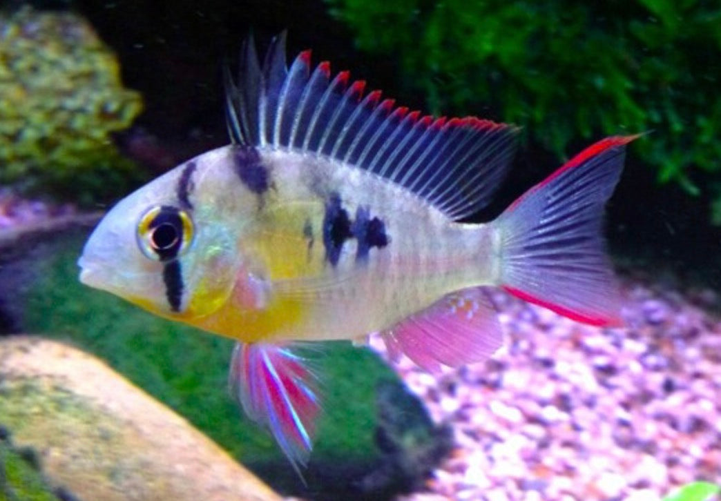 Bolivian ram - papiliochromis altispinosa 3-4cm