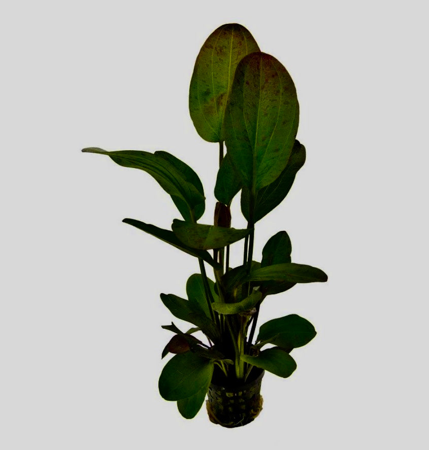 Echinodorus ozelot leopard red potted