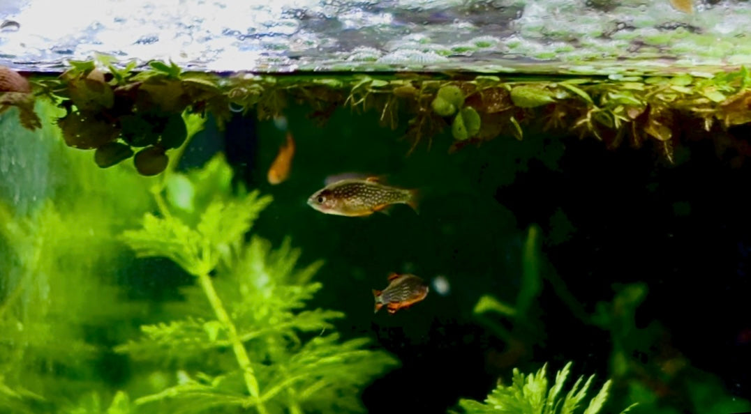 Galaxy Rasbora - Celestial pearl danio - Danio margaritatus