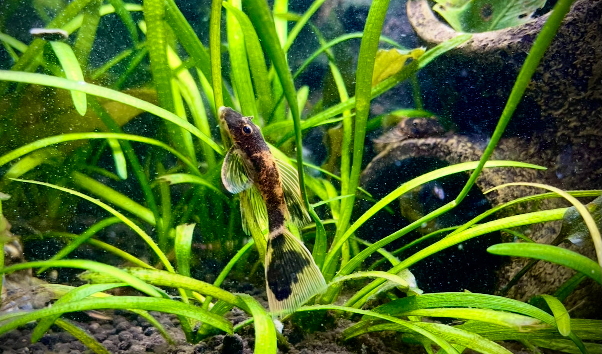 Ancistrus calico long fin bristlenose Pleco 4cm