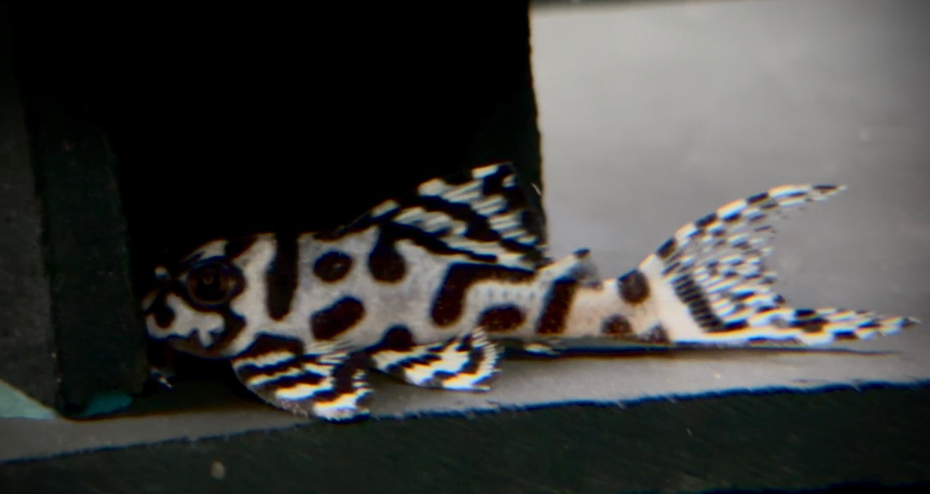 L236sw cracked zebra super white pleco top grade 8cm