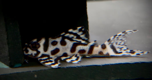 L236sw cracked zebra super white pleco top grade 8cm