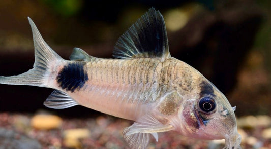 Panda corydora - Hoplisoma panda 2.5-3cm