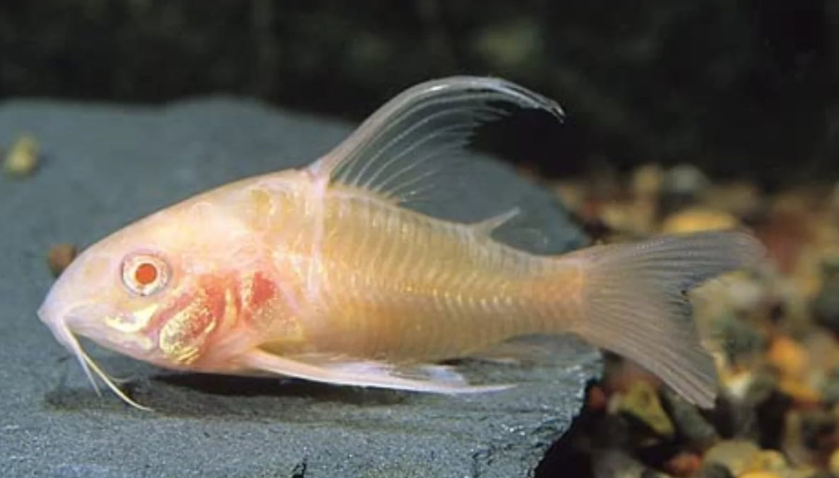 Albino longfin pepper coryodora - corydora paleatus long fin albino 3-4cm