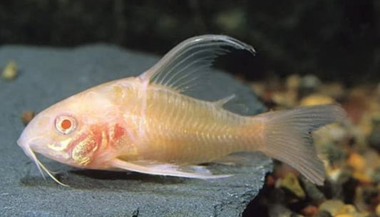 Albino longfin pepper coryodora - corydora paleatus long fin albino 3-4cm