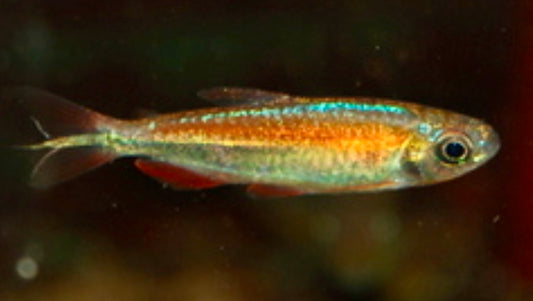 Congo tetra fantastique - phenacogrammus sp. Fantastique