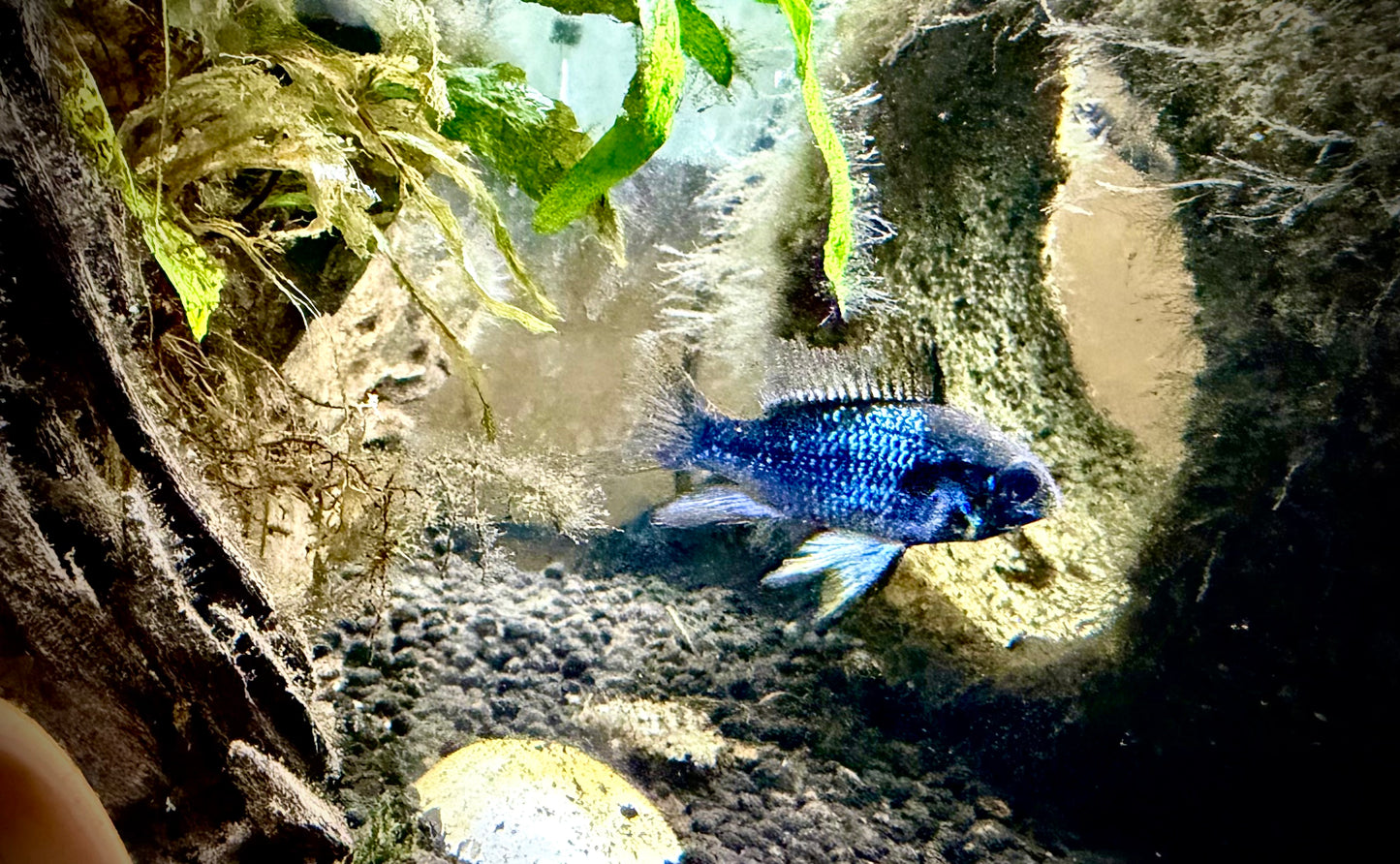 Metallic blue knight ram long fin pair