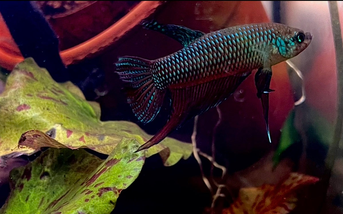 Betta smaringdina green male 5cm