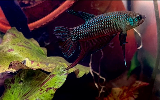 Betta smaringdina green male 5cm