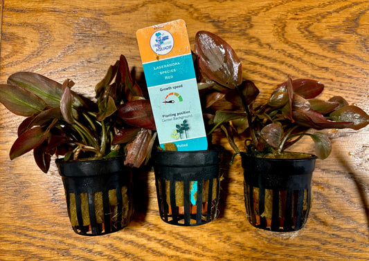 Lagenandra red potted