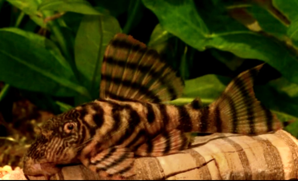 L397 tiger Alenquer Pleco 8-9cm female