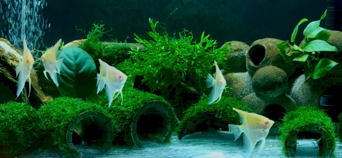 Manacapuru red back albino angelfish 4cm