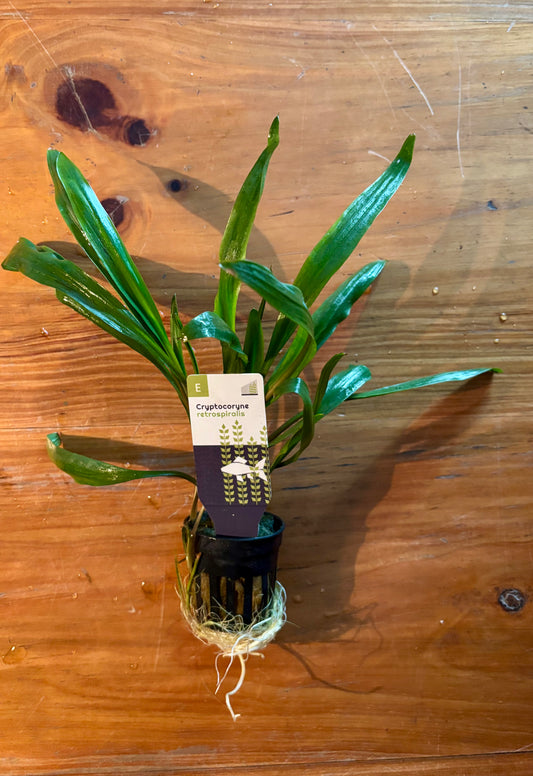 Cryptocoryne Retrospiralis