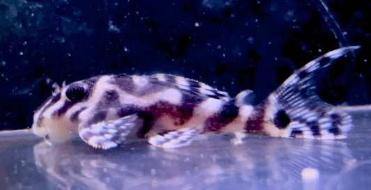 L236rb cracked zebra pleco 6-7cm top grade