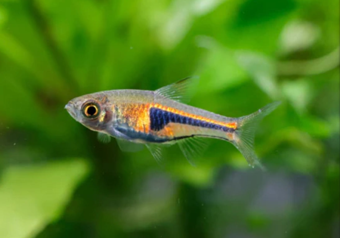 Rasbora espei - lambchop rasbora