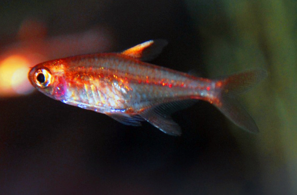 Ember tetra - Hyphessobrycon amandae 1.5-2cm
