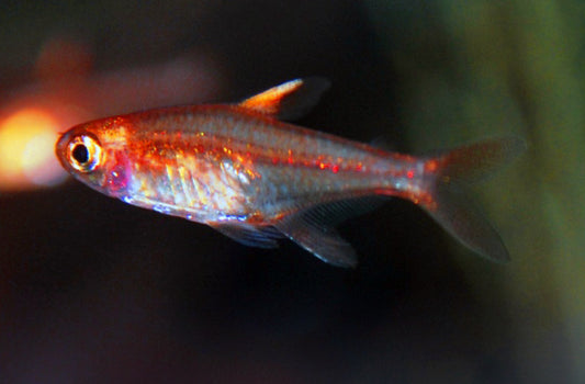 Ember tetra - Hyphessobrycon amandae 1.5-2cm
