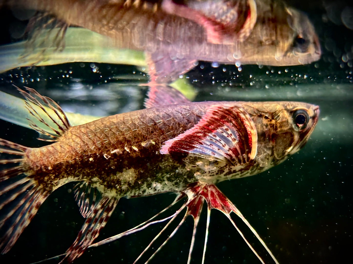 African Butterfly fish - Pantodon buchholzi 6-7cm