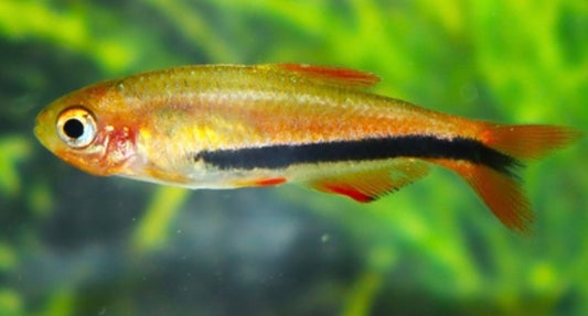 Black arrow tetra x 12 - Incaichthys sp. Black arrow