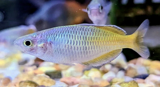 Boesemani rainbow fish - Melanotaenia boesemani 4-5cm