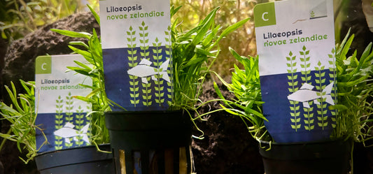 Lilaeopsis novae zelandiae