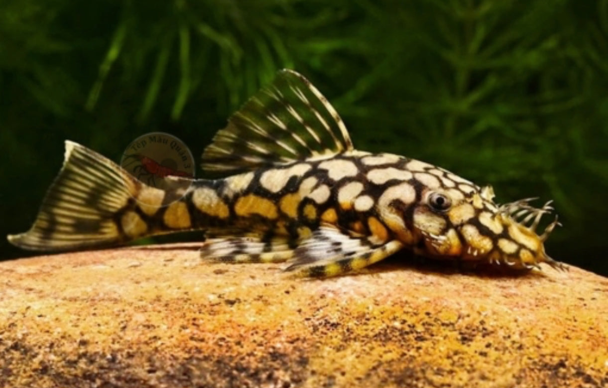 L519 Rio intenez pleco 6cm