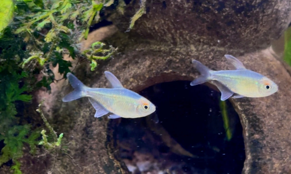 Diamond tetra - Moenkhausia pittieri 3-4cm