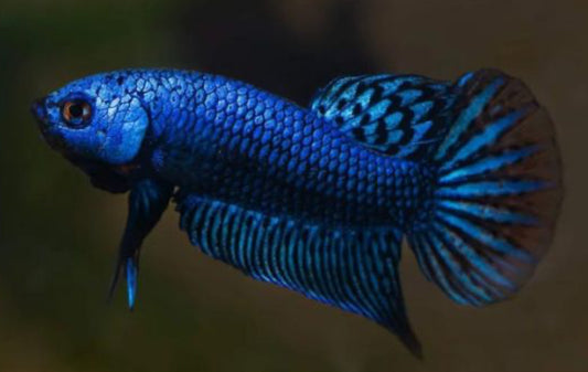 Betta Alien blue male 4cm
