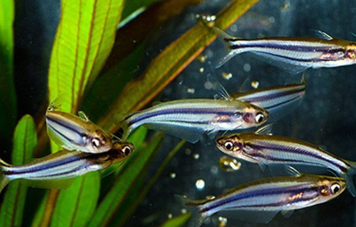 Eutropiellus debauwi - African glass catfish 5cm