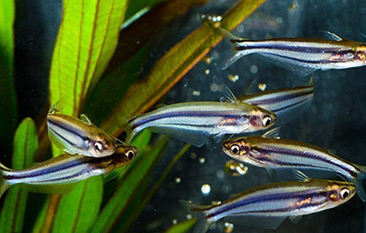 Eutropiellus debauwi - African glass catfish 5cm