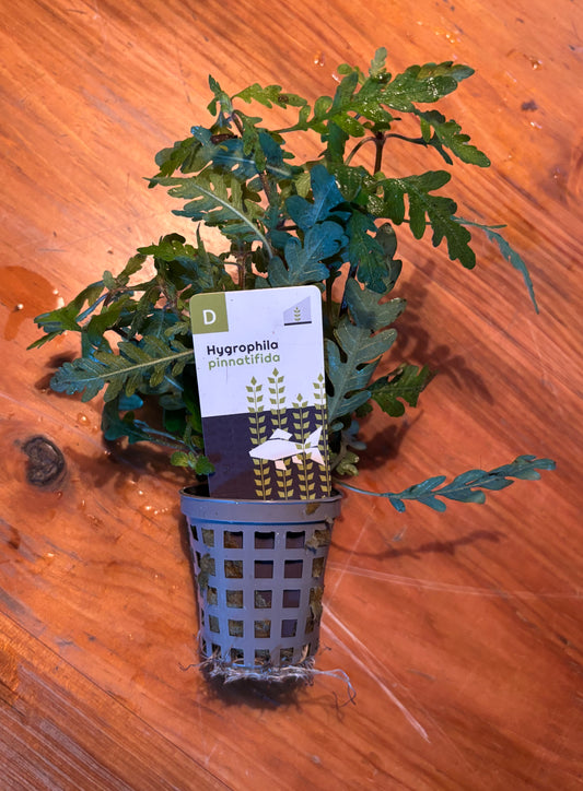 Hygrohila pinnatifida potted