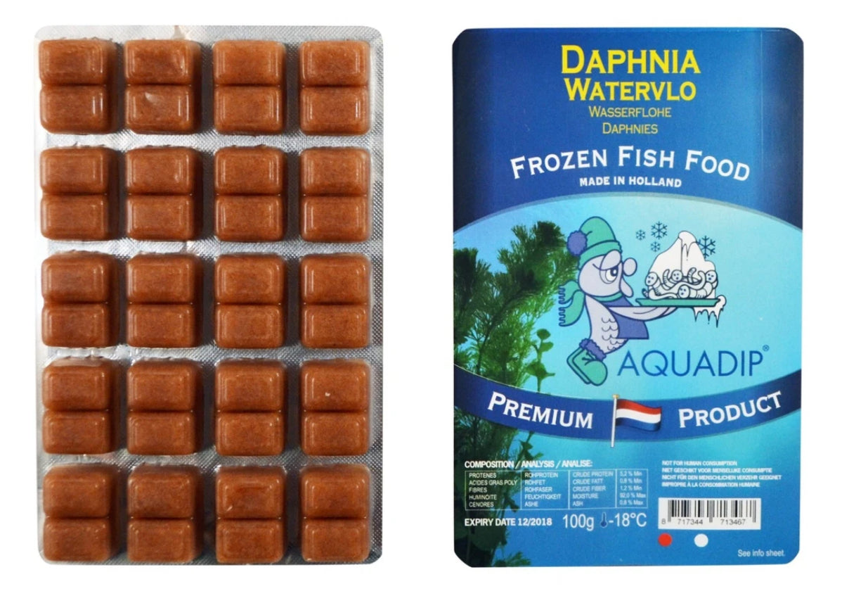 Frozen daphnia blister pack 100g x 5