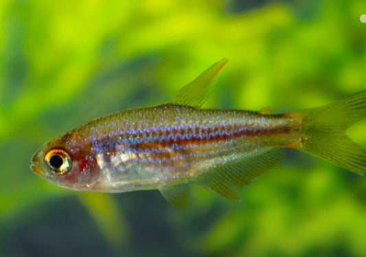 Scratched inpa tetra - Inpaichthys parauapiranga