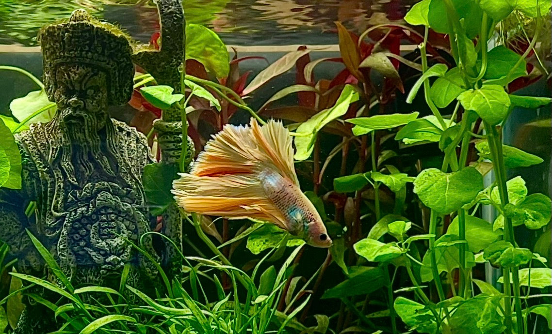 Betta Alien yellow samurai super delta male 6cm