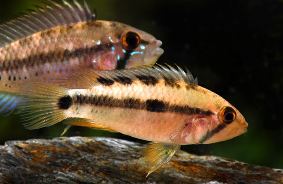 Apistogramma atahualpa 2-3cm female