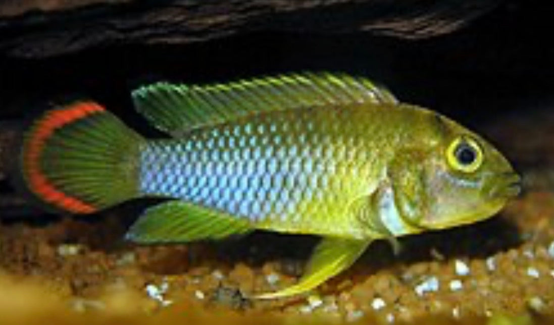 Apistogramma nijssensi 3cm male and female pair