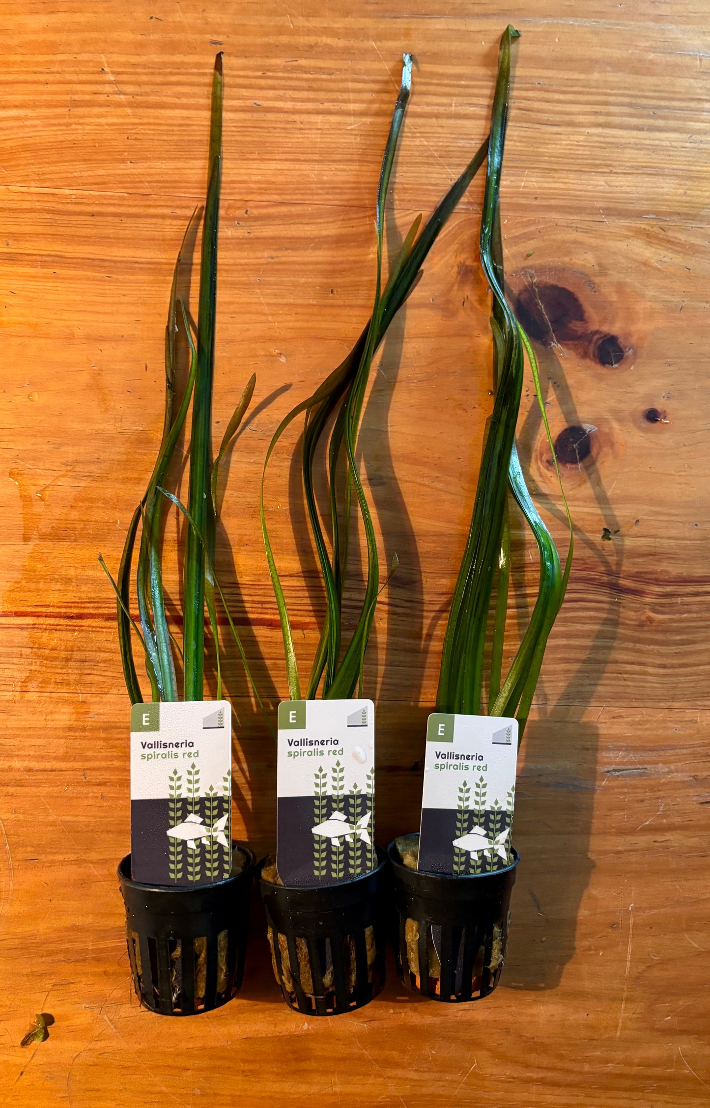 Vallisneria spiralis red