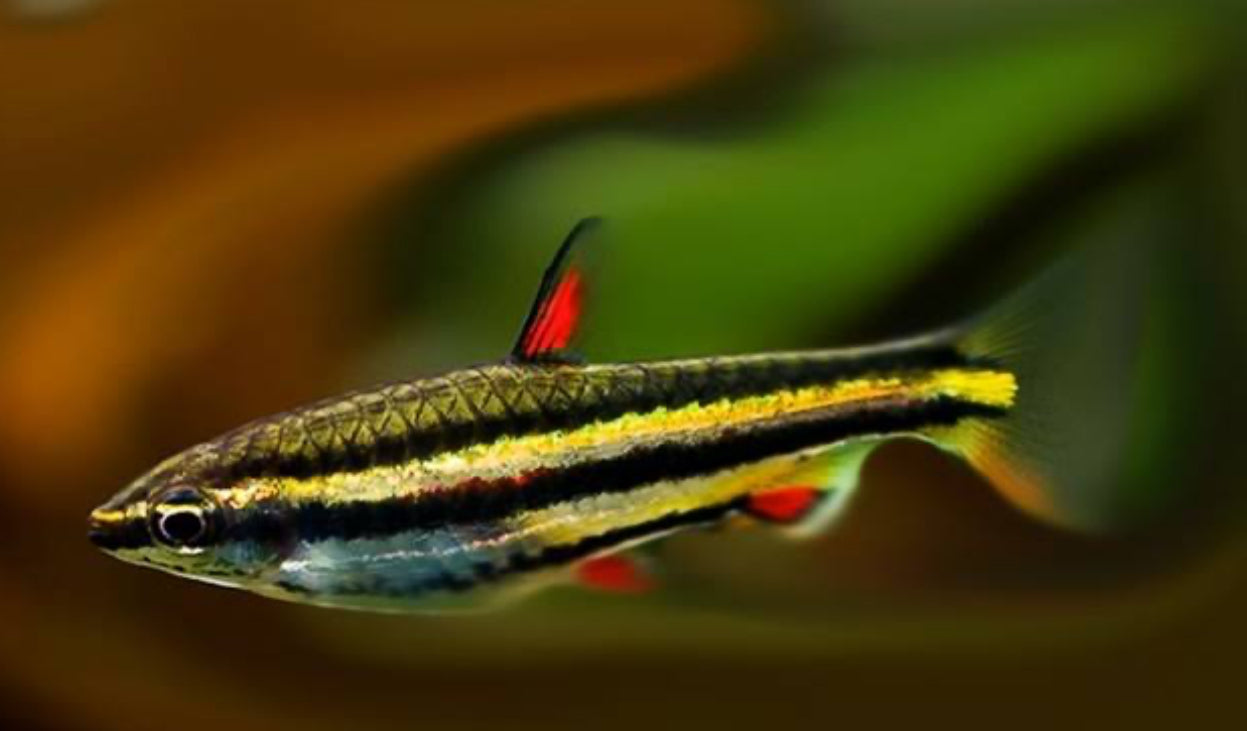 Nannostomus Marginatus - dwarf pencilfish 2.5-3cm