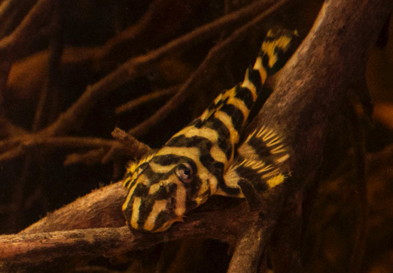 L052 butterfly Pleco 8-9cm