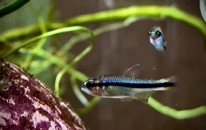 Hyphressobrycon cyanotaenia - lapis tetra 2-3cm