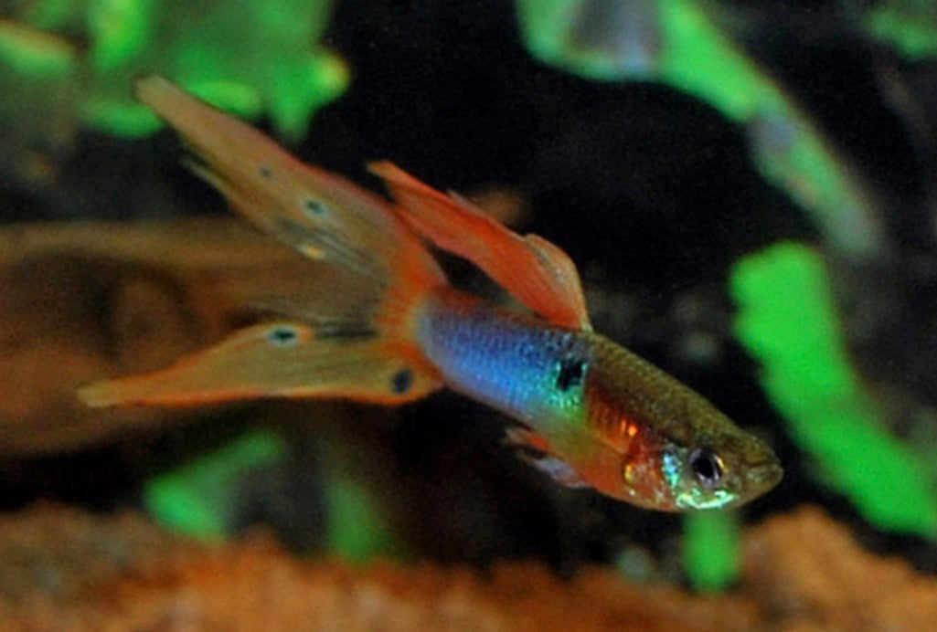 Japan blue red double tail endler trio (one male, two female)
