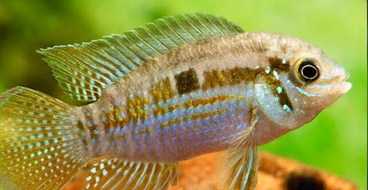 Dwarf humphead Acara - Laetacara araguaiae 4cm pair