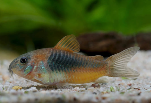Orange Venezuelan Corydoras - Osteogaster Venezuelanus