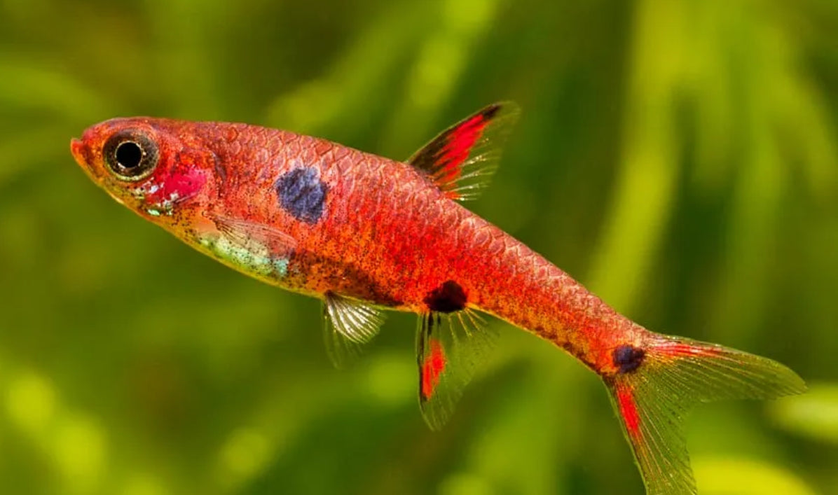 Strawberry Rasbora - boraras neavus 1.5cm wild