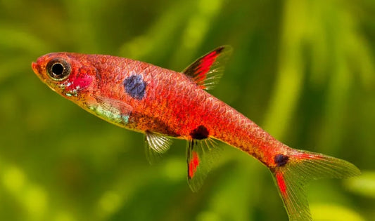 Strawberry Rasbora - boraras neavus 1.5cm wild