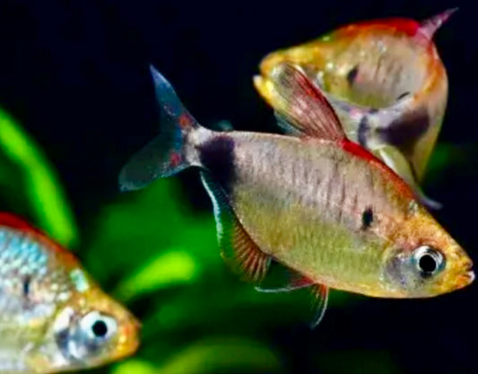 African moon tetra - bathyaethiops breuseghemi