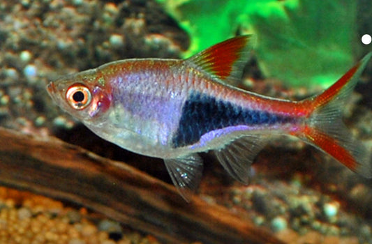 Harlequin Rasbora - Trigonostigma heteromorpha 2.5-3cm