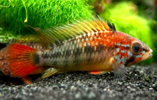 Apistogramma macmesteri red mask pair 4-5cm