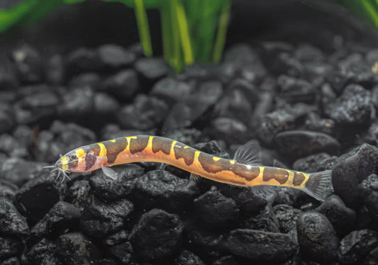 Kuhli loach - Pangio kuhli